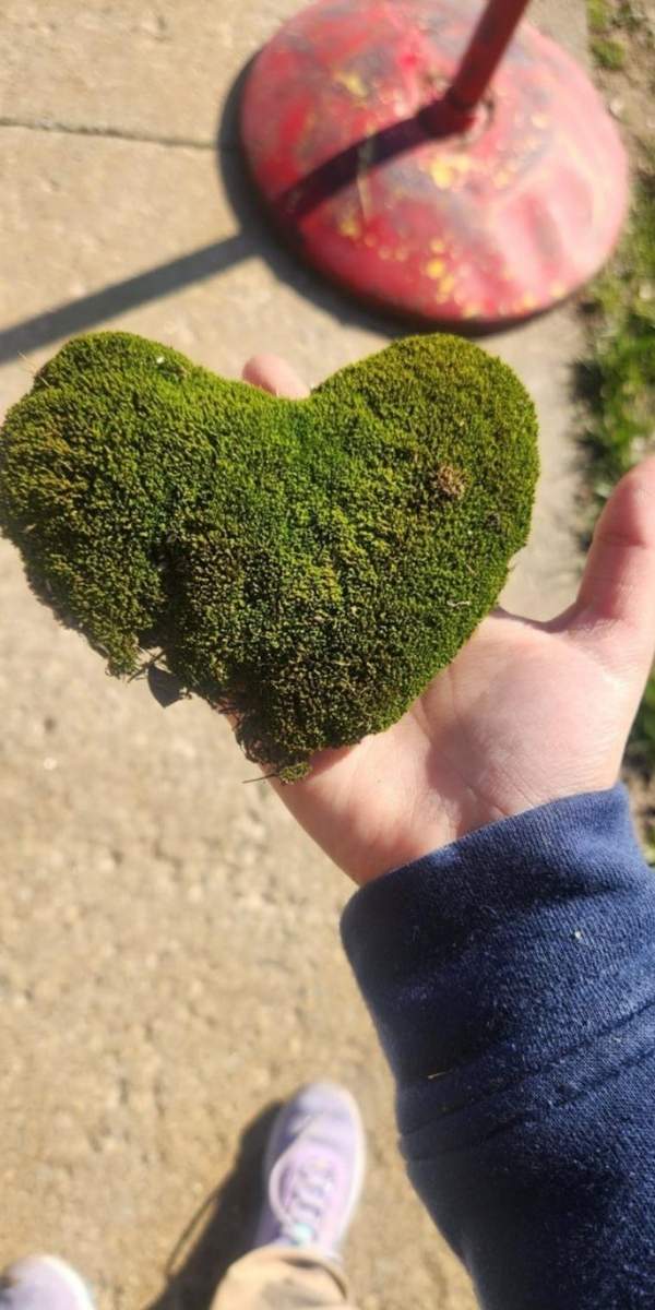 heart plant in student hand heart plant in student hand